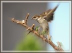 350d, 55-250is, 400mm eq, 1/400 f/6,3 iso 100