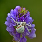 Questa  una riprova che non bisogna mai fidarsi dell'autofocus.
Dimensione del soggetto circa 3-4 mm