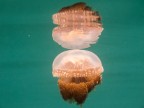 Lago salato di meduse non urticanti
Jellysifh Lake - Arcipelago delle Togean
Indonesia