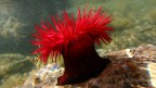 Actinia equina