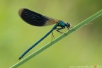 Calopteryx splendens (Harris, 1782) (Odonata  Calopterygidae)
Canon EOS 7D + Sigma 180mm f/3.5 EX DG HSM Macro
17.05.2014
Suggerimenti e critiche sempre ben accetti
[http://www.rossidaniele.com/HR/_MG_8263copia-mdc-1500.jpg]Versione HR[/url]

www.rossidaniele.com