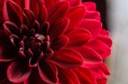 Primi esperimenti con Helios 44-2 e tubi di prolunga