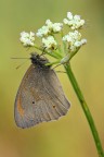 Maniola Jurtina