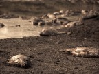 Vorrei il vostro parere.
In questa foto volevo raccontare,la ripercussione dell'uomo e del progresso sull'ambiente.
Primi ritocchi anche in post-produzione