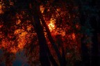 Nel fitto del bosco,il buio mi circonda.
Vedo la luce,che sembra incendiare tutto.
Come un animale,resto nel buio,e guardo il sole morire.....