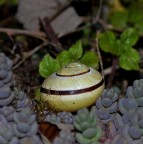 Geometrie naturali