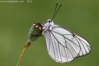 Aporia crataegi (Linnaeus, 1758) (Lepidoptera - Pieridae)
Canon EOS 7D + Sigma 180mm f/3.5 EX DG HSM Macro
26.05.2013
Suggerimenti e critiche sempre ben accetti
[url=http://www.rossidaniele.com/HR/_MG_3381copia-mdc-1500.jpg]Versione HR[/url]

www.rossidaniele.com