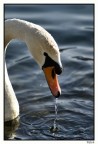 cigno