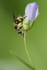 Dalmannia aculeata