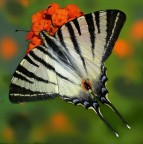 *** Bischerata ***