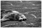 rimasto un cane