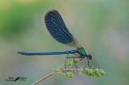 Splendida splendente