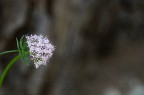 SOLITARIO