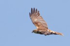Falco di palude