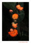 Fiori... di cactus