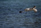 Gabbiano reale mediterraneo (Larus michahellis)