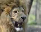Foto scattata durante un workshop al Giardino zoologico di Pistoia, il prossimo appuntamento  previsto per il 20 settembre. 
Andrea