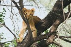 F8, 1/125, ISO 640, Focale 600mm 

Lake Manyara ( Tanzania ), giugno 2014