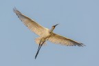 Spatola (Platalea leucorodia Linnaeus, 1758)