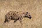 Ndutu ( Serengeti sud ) Tanzania

F8 1/1250 ISO320  600mm
D7100+tamron 150-600