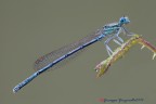 Platycnemis pennipes