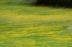 onde floreali