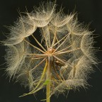 Soffione con ospiti