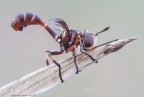 Physocephala (Conopidae) 5091