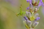 Neanide su lavanda