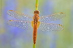 Una visuale aerea di questa bellissima libellula :)

Scatto effettuato sul lago di Rascino in provincia di Rieti.