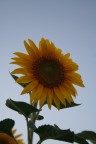 girasole