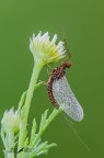 Serratella ignita