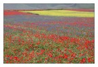 Campagne di Castelluccio