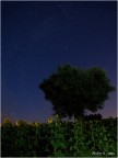 notturno