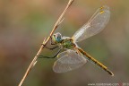 Sympetrum fonscolombii (Slys, 1840) (Odonata - Libellulidae)
Canon EOS 7D + Sigma 180mm f/3.5 EX DG HSM Macro
31.08.2013
Suggerimenti e critiche sempre ben accetti
[url=http://www.rossidaniele.com/HR/_MG_3875copia-mdc-1500.jpg]Versione HR[/url]

www.rossidaniele.com