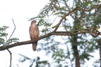 Falco pecchiaiolo
