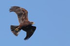 Falco di palude immaturo