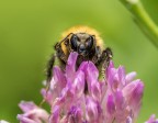 iso800 f14 1/200 135mm mano libera

obiettivo m.zuiko 40-150 + raynox dcr-150