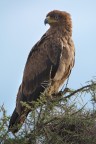 Seronera ( Serengeti centrale ) Tanzania, Giugno 2014 Focale 600mm 

D7100+150-600

F8 1/800 ISO 1000