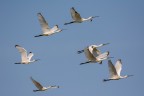 Spatole in volo