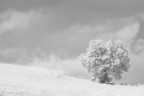 Questo grosso albero me lo guardo e riguardo ogni giorno.  lontano, ma ogni volta che mi siedo a tavola non riesco a fare a meno di ammirarlo attraverso la finestra. Visto che il tema del  Contest 80 era Paesaggio Minimalista in Bianco e Nero, ho voluto riprenderlo in modo originale, con l'infrarosso ed una conversione in chiave alta.
Che ne pensate del risultato? :)