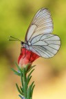 Aporia