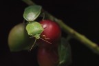 natura morta