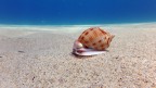 Phalium granulatum