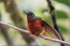 Colibri