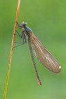 Calopteryx splendens Calopteryx splendens