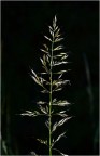 Graminacea