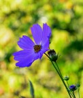 Cosmea