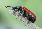 ANASTRANGALIA SANGUINOLENTA ( LINNAEUS , 1761)