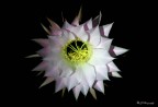 Echinopsis, famiglia cactace: Sboccia di notte e vive un solo giorno.